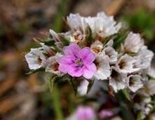 直桿駝舌草(變種) 直桿駝舌草(變種)