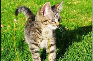 虎皮貓[食肉目貓科動物]