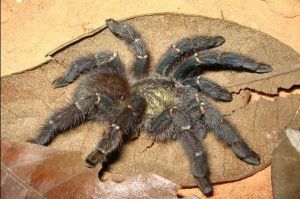 巴西發現棲樹型狼蛛