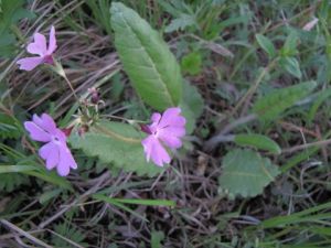 堇菜報春 堇菜報春