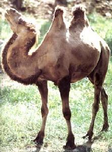 Camelus