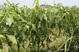 辣椒立枯病 辣椒立枯病