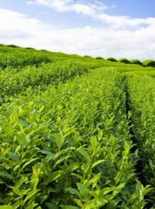 茶葉知識網 茶葉知識網