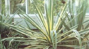 金邊模里西斯麻 金邊模里西斯麻