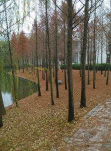 泉山森林公園 泉山森林公園