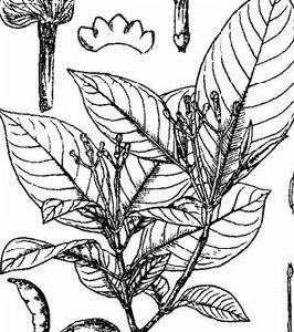 廣西狗牙花[植物]