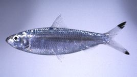 大西洋鯡 大西洋鯡