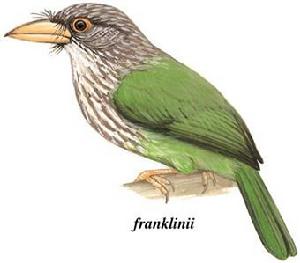斑頭綠擬啄木鳥