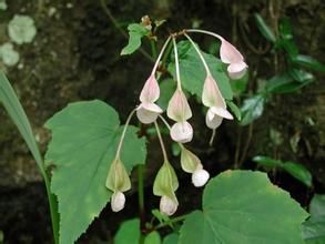 光葉三脈紫菀 光葉三脈紫菀