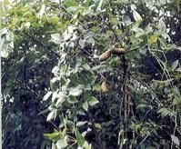 革葉木通 革葉木通