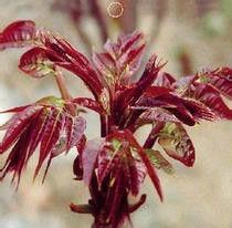 紅芽香椿 紅芽香椿