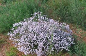 巴隆補血草 巴隆補血草