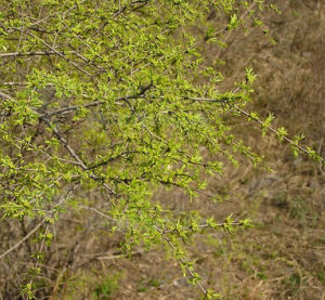 卵葉鼠李 卵葉鼠李