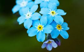 勿忘我的美麗傳說 勿忘我的美麗傳說