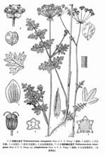 西藏白苞芹 西藏白苞芹