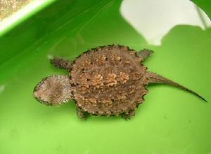 佛洲小鱷龜