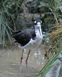 黑頸長腳鷸 黑頸長腳鷸