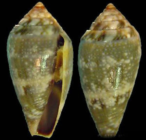 盧贊恩格氏芋螺 盧贊恩格氏芋螺