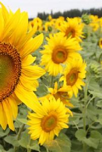 望日蓮[菊科向日葵屬植物]