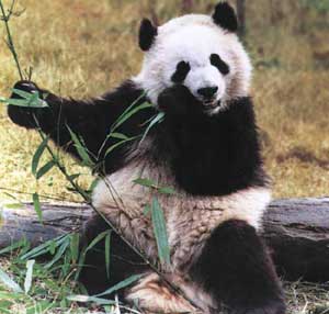 （圖）大熊貓