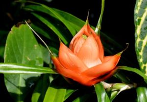 露兜竻花 露兜竻花