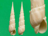 鋸齒筍螺 鋸齒筍螺