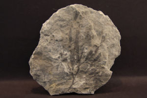 銀杏枝屬 銀杏枝屬