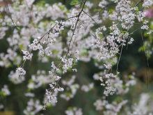 垂枝櫻花