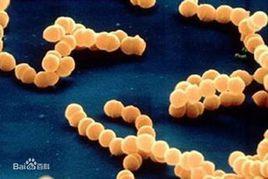 抗藥性金黃色葡萄球菌 抗藥性金黃色葡萄球菌