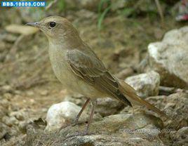 新疆歌鴝 新疆歌鴝