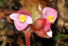 歪葉秋海棠 歪葉秋海棠