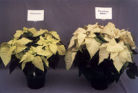 菲絲蕾蒙 菲絲蕾蒙