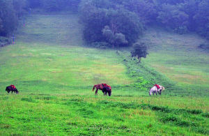 青松山雞狩獵場 青松山雞狩獵場