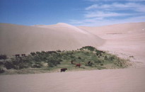 埃諾奧克沙漠
