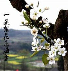 一朵梨花壓海棠 一朵梨花壓海棠