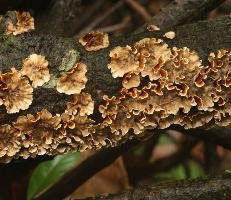 叢片韌革菌 叢片韌革菌