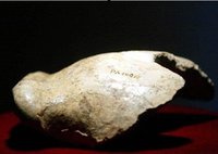 北京人頭蓋骨化石