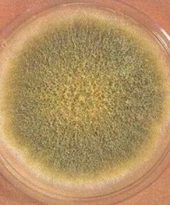 黴菌壁素 黴菌壁素