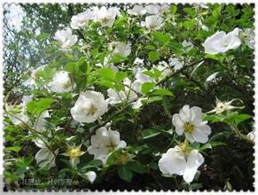 玉樹虎耳草 玉樹虎耳草