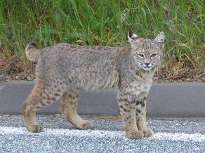 短尾貓半島亞種 短尾貓半島亞種