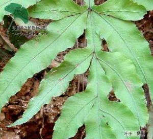 鳳尾蕨屬 鳳尾蕨屬