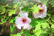 鹽城枯枝牡丹園高清組圖4