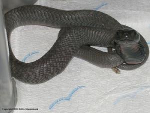 黑頸眼鏡蛇