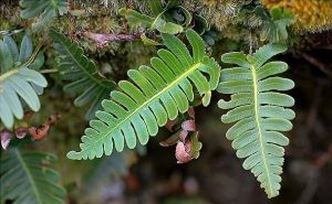 馬來陰石蕨 馬來陰石蕨