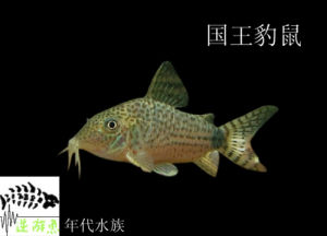花鼠魚(又名豹鼠魚)