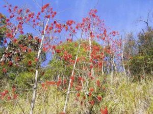 毛葉嘉賜木 毛葉嘉賜木