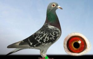 考夫曼信鴿 考夫曼信鴿