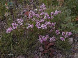 蒙古短舌菊 蒙古短舌菊