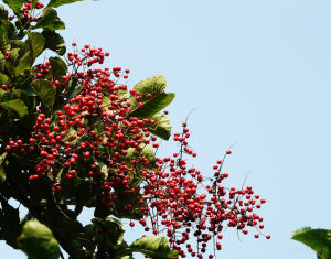 細花泡花樹 細花泡花樹