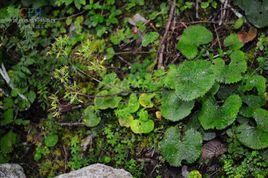 小紫花橐吾 小紫花橐吾